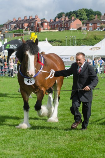 Leek show 2016-1