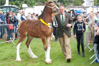 Leek show 2016-108