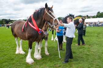 Leek show 2016-114