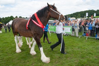 Leek show 2016-136