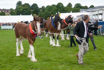 Leek show 2016-138