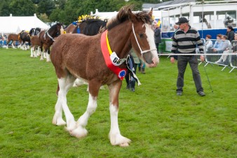 Leek show 2016-139