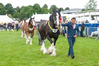 Leek show 2016-140