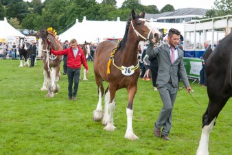 Leek show 2016-141