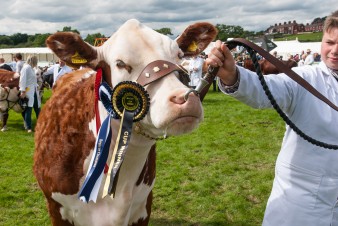 Leek show 2016-190