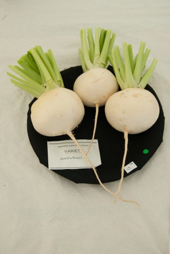 Leek show 2016-26