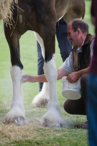 Leek show 2016-4