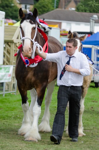 Leek show 2016-94