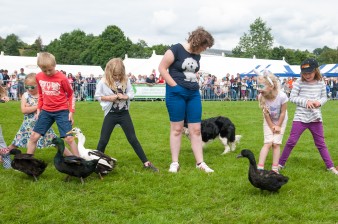 Leek show 2016-95