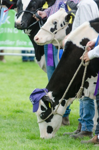 Leek show 2016-98